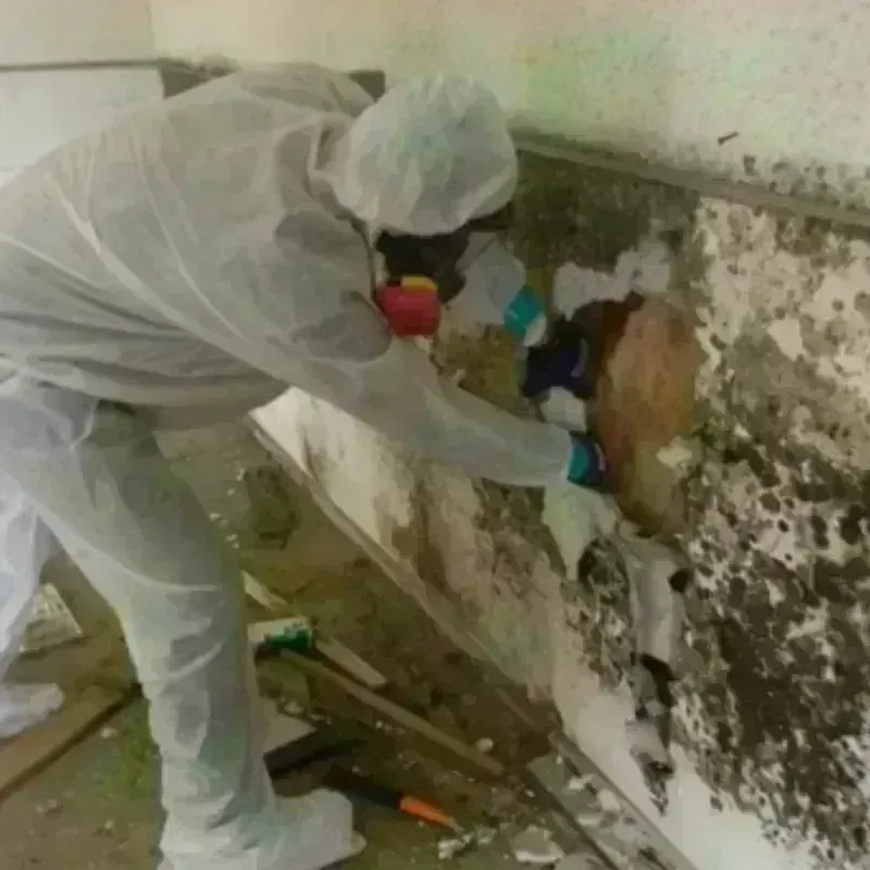 Mold Remediation and Removal in Norco, LA